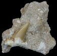 Bargain Otodus Shark Tooth Fossil In Rock - Eocene #60203-1